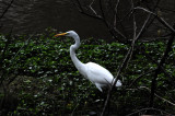 THE BIG WHITE EGRET