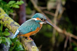 Kingfishers - Alcedo atthis