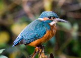 Kingfisher