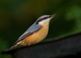 Nuthatch