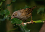 Dunnock