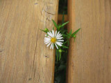 Aster and picnic table