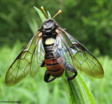 Elm sawfly, male  (<em>Cimbex americanus</em>)