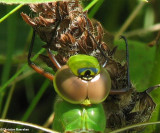 Common green darner (Anax Junius), female
