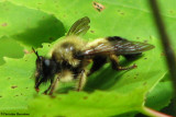Robber fly(Laphria sacrator), a bumblebee mimic