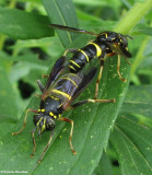 Hover fly (<em>spilomyia sayi</em>), vespid mimics