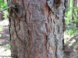 Red pine (<em>Pinus resinosa</em>) bark