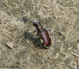 Tiger beetle (<em>Cicindela scutellaris</em>)
