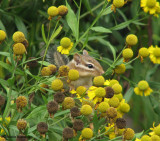 Chipmunk amongst grey-headed coneflowers at FWG, Ottawa