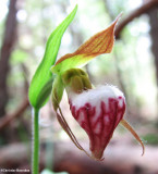 Rams-head orchid (<em>Cypripedium arietinum</em>)