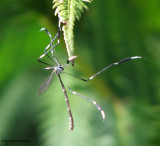 Phantom cranefly (<em>Bittacomorpha clavipes</em>)