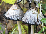 Inky caps