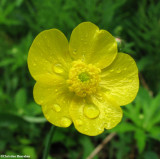Buttercup (<em>Ranunculus</em> sp.)