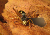 Paper wasp (<em>Polistes fuscatus</em>)