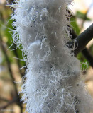 Woolly alder aphids (<em>Prociphilus tessellatus</em>)