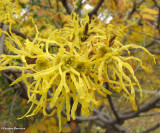 Witch hazel (<em>Hammamelis</em>)