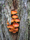 <em>Hypholoma</em>