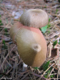 Mushroom