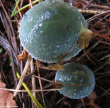 Blue-green stropharia (<em>Stropharia aeruginosa</em>)
