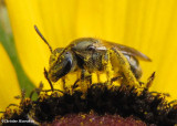 Sweat bee covered in pollen, on Rudbeckia