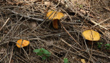 Suillus grevillei