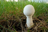 Leucoagaricus holosericeus