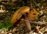 Boletus luridus (old specimen)