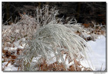 frostygin-5730-sm.JPG