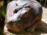 hippo1327.JPG