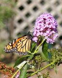 IMG_8996b.jpg