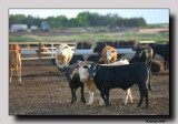 Agriculture not only gives ...