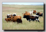 Longhorns