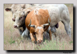 Longhorns