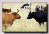 Longhorns