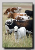 Longhorns