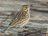 9-18 Savannah sparrow 5255.jpg