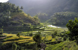 Rice Fields