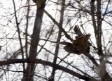 Grand-Duc dAmrique / Great Horned Owl