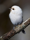 Mésange ETête Noire ( leucistique ) / Black-capped Chickadee ( leucistic )