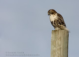 Buse �EQueue Rousse / Red-tailed Hawk