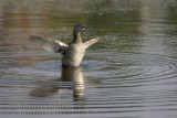 Grbe  bec bigarr / Pied-billed Grebe