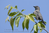 Moqueur Chat / Grey Catbird