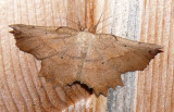 6726 Obtuse Euchlaena Moth Euchlaena obtusaria Athol 7-12-2008.JPG