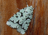 9281 -- Green Marvel Moth -- Agriopodes fallax Athol 7-12-2008