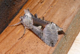 8923 - Large Looper Moth Autographa ampla