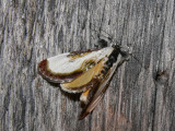 9301 -- Beautiful Wood-nymph Moth -- Eudryas grata  Athol_7-19-2008 1.JPG