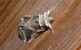 6235 -- Lettered Habrosyne Moth -- Habrosyne scripta 7-22-2008 Athol 1.JPG