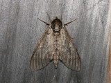 7787  Waved Sphinx Moth  Ceratomia undulosa Very worn Thanks to Bill Oehlke for ID help
