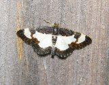 6261 Common Spring Moth Heliomata cycladata Athol 5-26-2008.JPG
