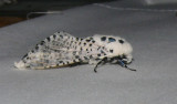 2700 -- Leopard Moth -- Zeuzera pyrina 7-7-2008.JPG